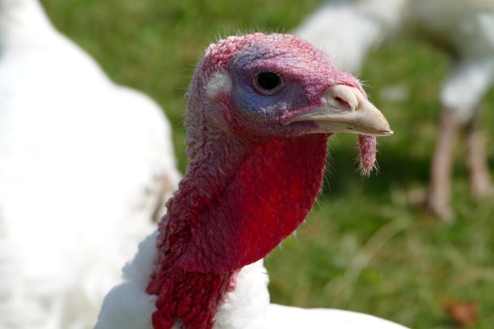 Turkey puter ugly