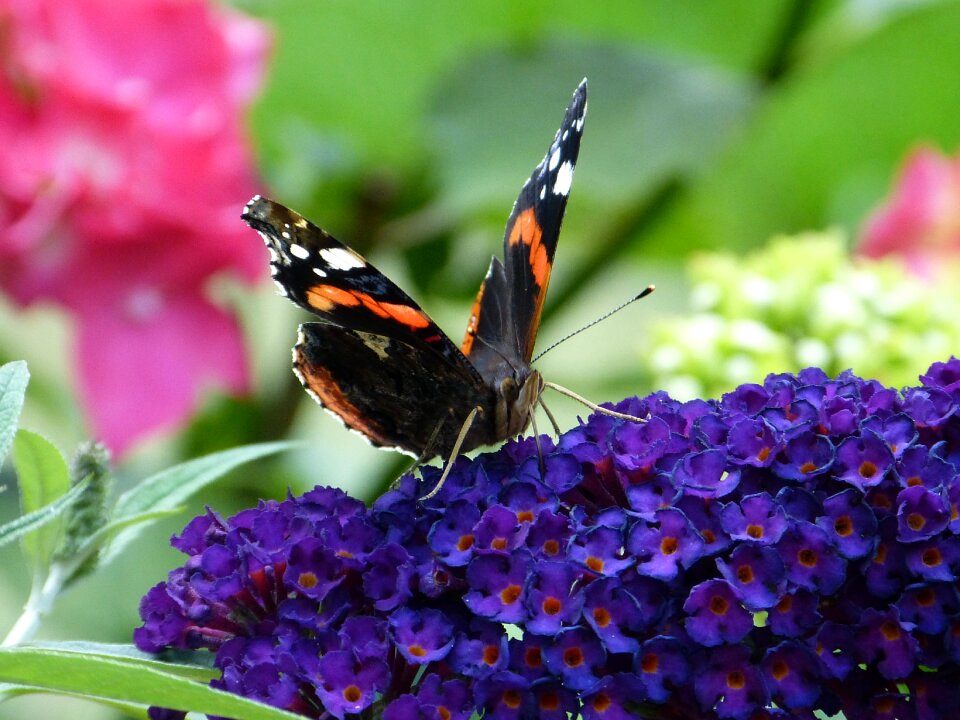 Colorful insect nature