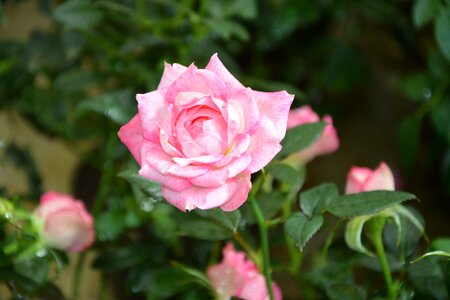 Flower rosebush plant