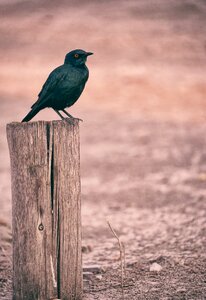 Animal wood post