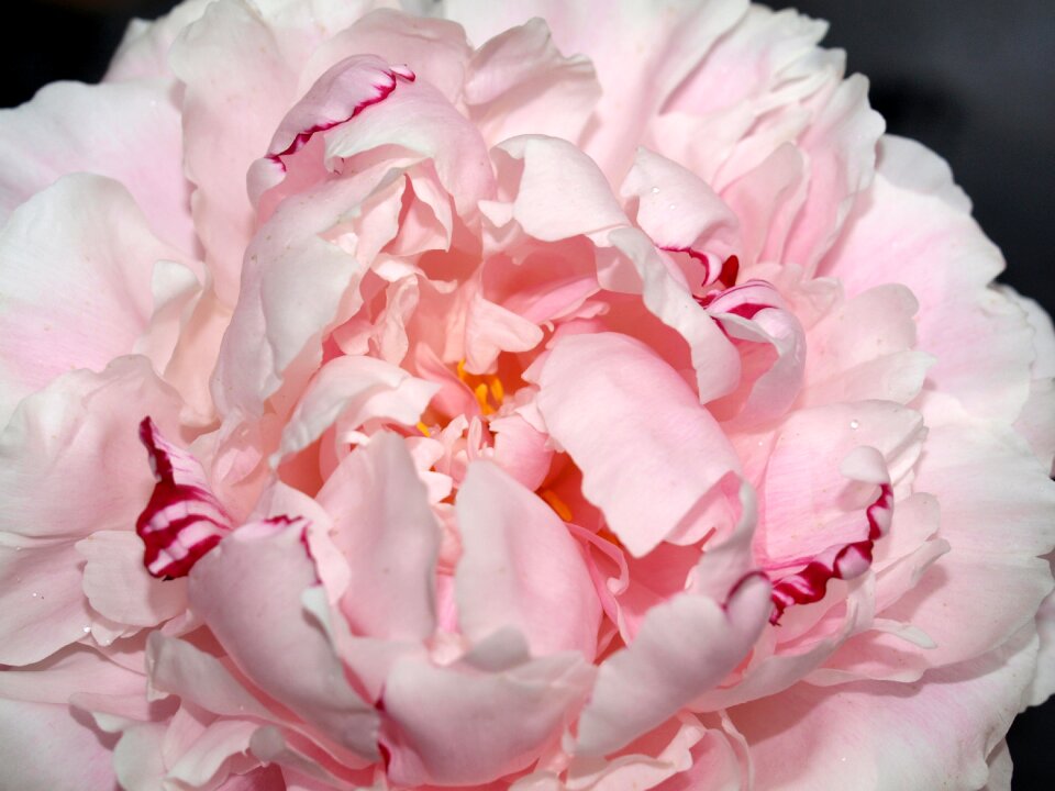 Flower bloom pink