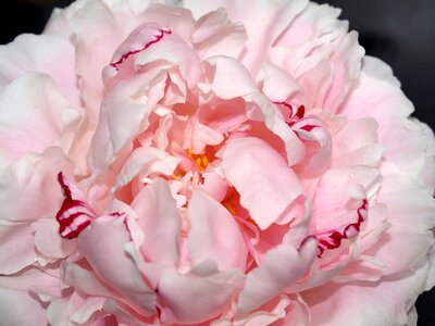 Flower bloom pink photo
