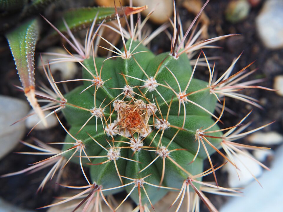 Prickly spur close up photo