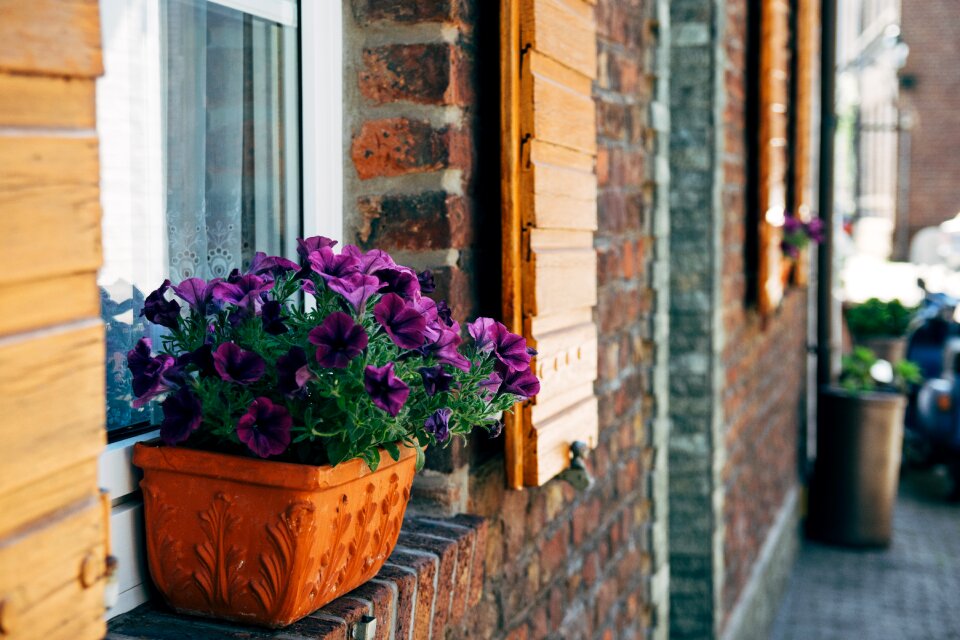 Home decoration flowers