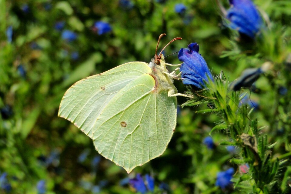 Plant leaf butterfly day