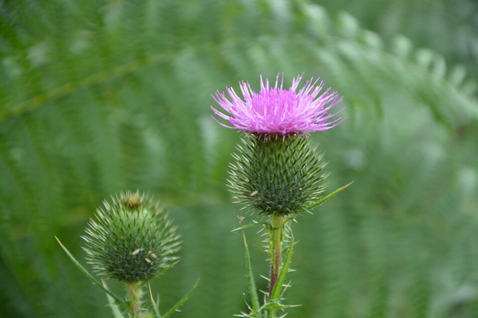 Wild flower plants green