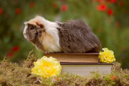 Small grass guinea pig photo
