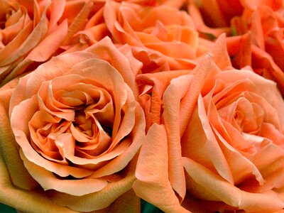 Blooms orange flower orange rose