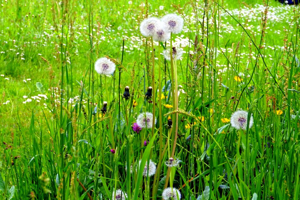 Dandelion plant field