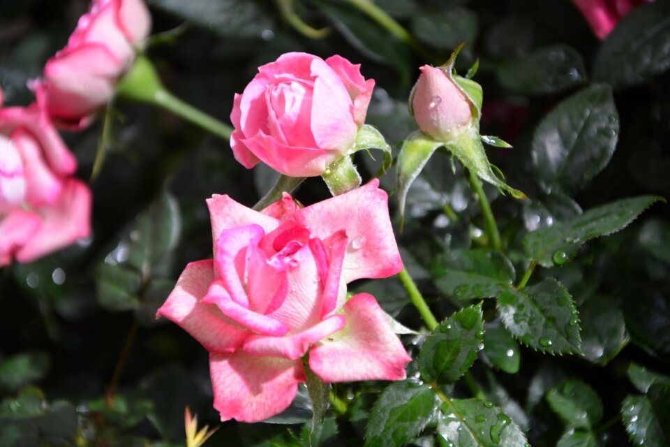 Flower plant nature