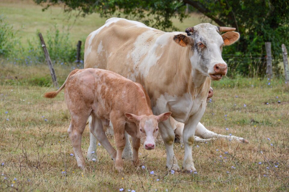 Field beef cattle nature