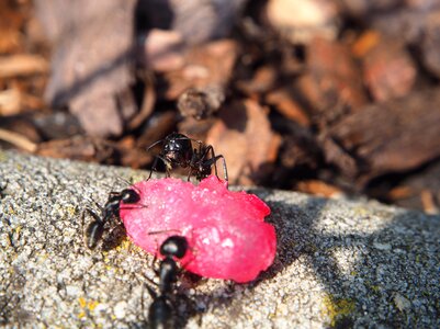 Nature close up ant population