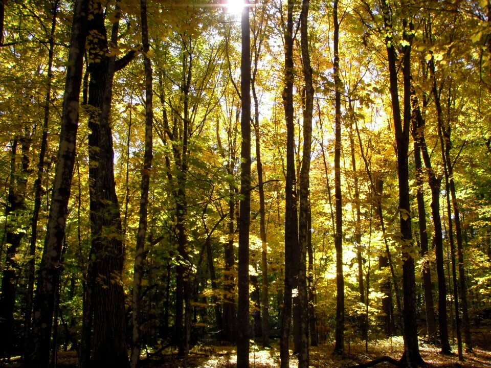 Woods autumn daylight savings