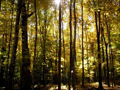 Woods autumn daylight savings