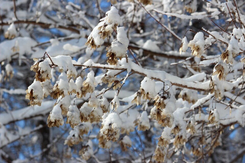 Cold nature pine