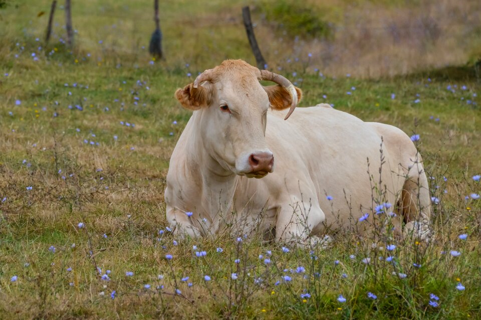 Hayfield animal nature