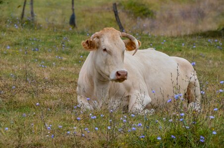 Hayfield animal nature photo