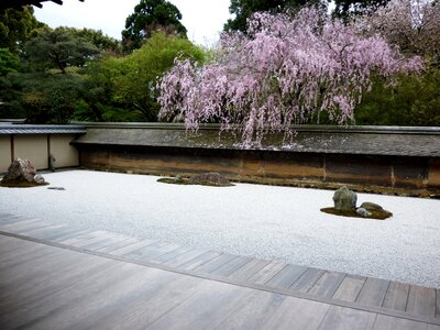 Asian flowers trees