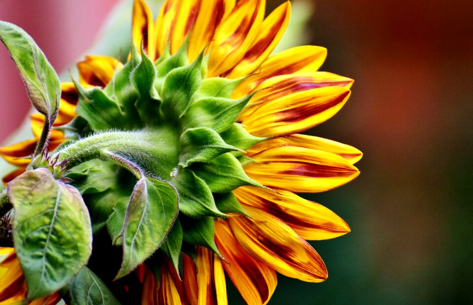 Blossom bloom yellow