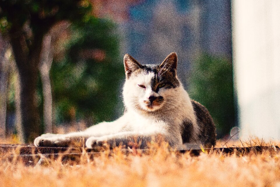 Mammal cute outdoor