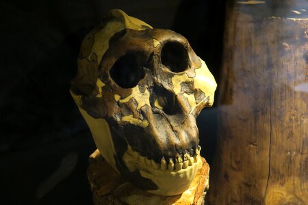 Skull skeleton fear image