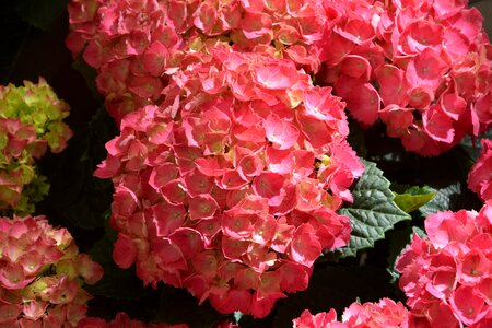 Nature plant flower