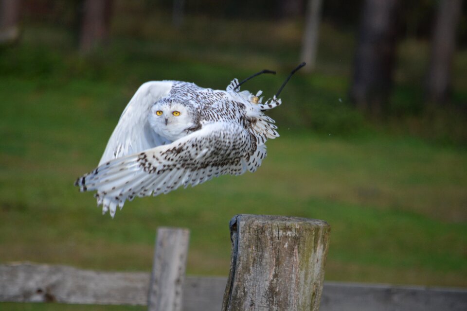 Bird animal world grass