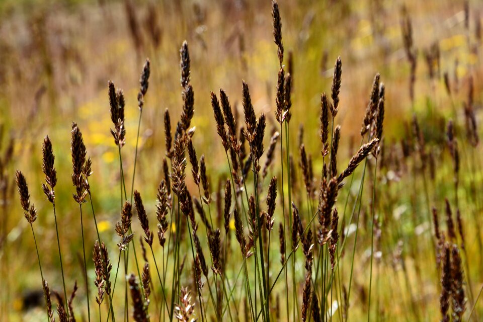 Spring flowers plant flowers
