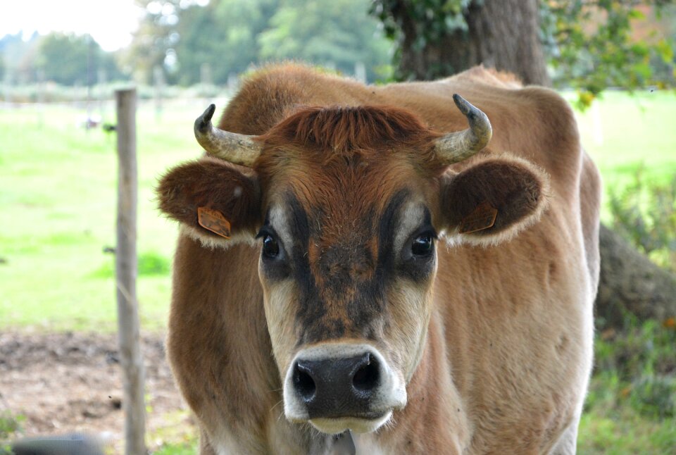 Cattle portrait mammal domestic