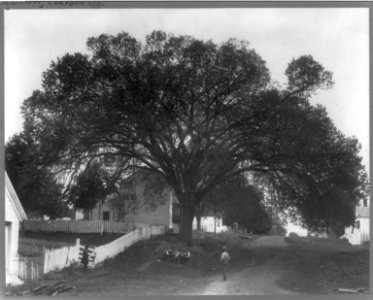 Constitution Elm Tree of Indiana LCCN2002715685