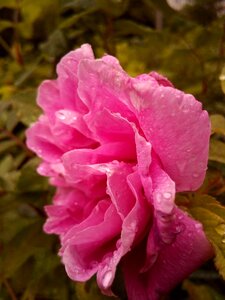 Bloom rosa drop