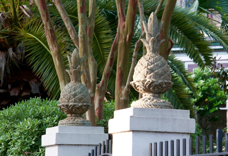 Pineapple south south carolina