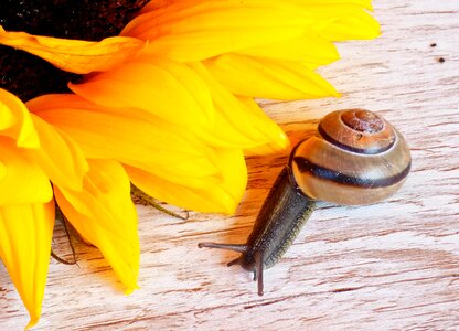 Snail house reptile