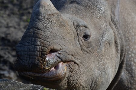 Animal world mammal nature