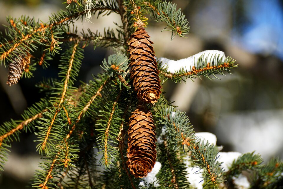 Pine fir tree needle photo