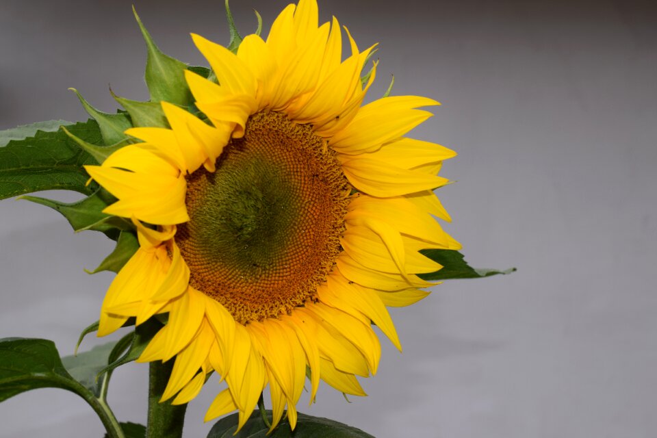 Bloom yellow summer
