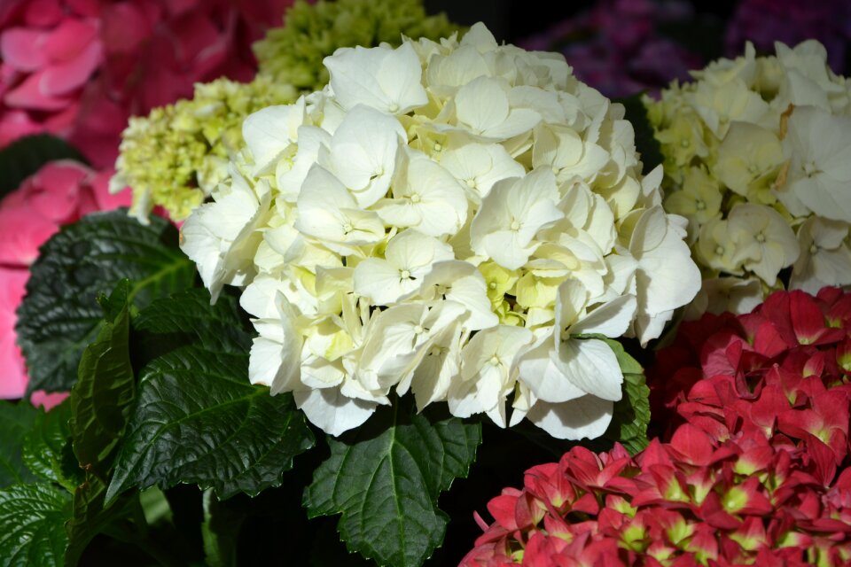 Nature floral plant