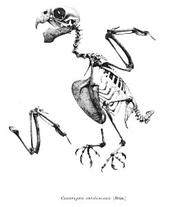 Conuropsis carolinensis 226