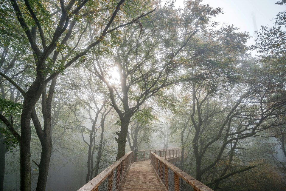 Sunrise morning wooden
