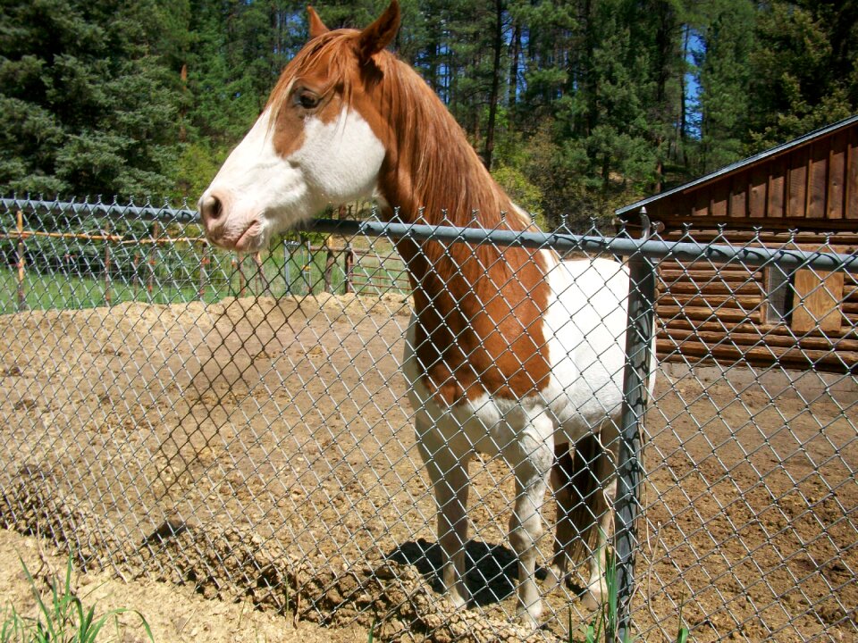 Friendly horse ranch
