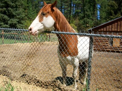 Friendly horse ranch photo