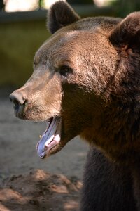 Mammal animal world nature