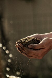 Soil sand planting photo