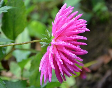 Garden bouquet nature photo