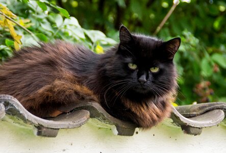Thick cat psychiatric garden