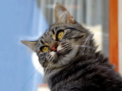 Calico cat cats tabby