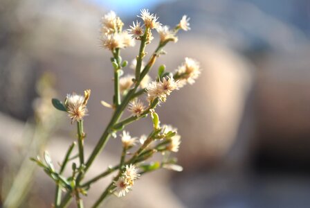 Flora summer desert