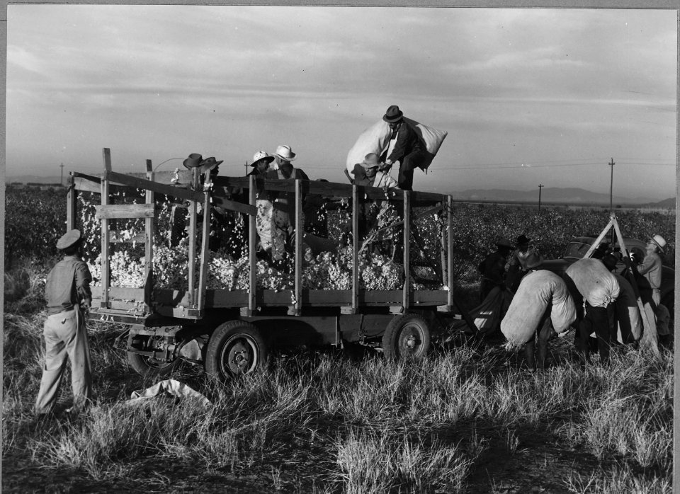 Coolidge, Maricopa County, Arizona. Within six-tenths of a mile run on the Eastern edge of this town . . . - NARA - 522230
