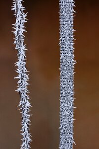 Frozen white rime photo