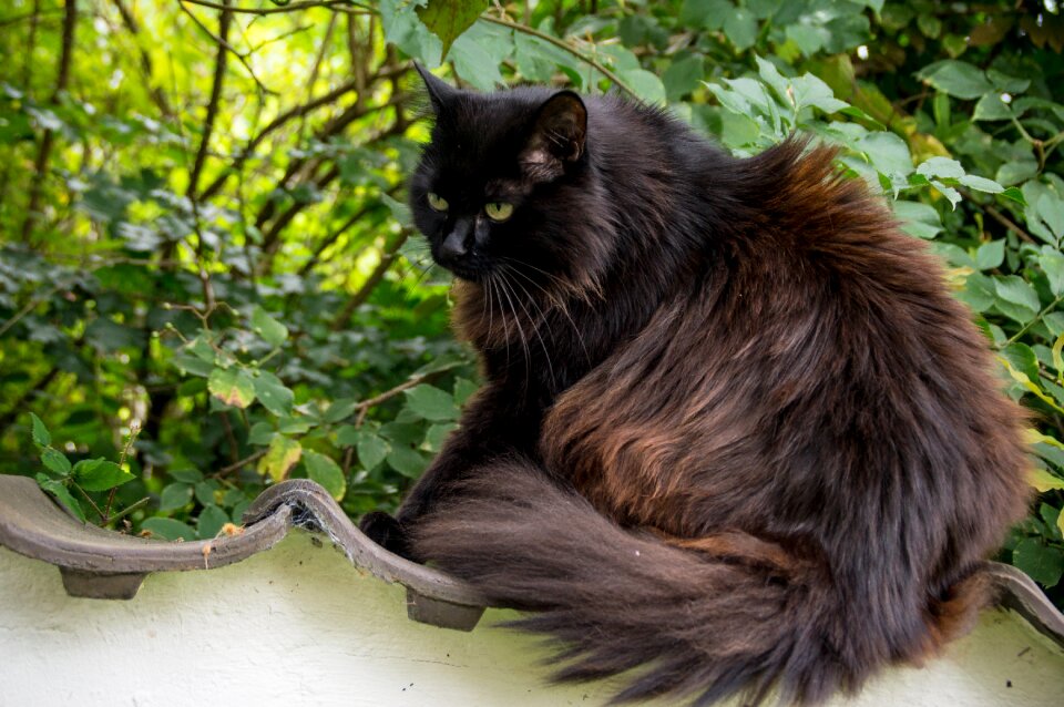 Thick cat psychiatric garden